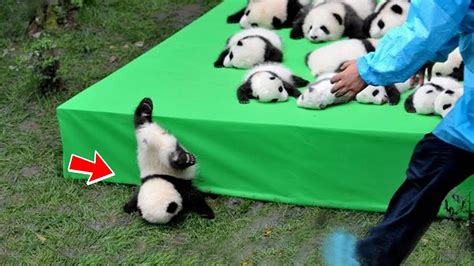 No One Tell You The Truth About Pandas😱🤣funniest Pet Videos Ever