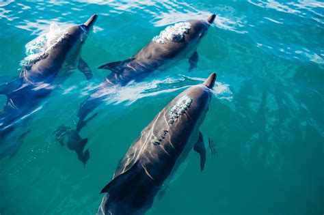 5 Things You Should Know About the Marine Mammal Protection Act - Ocean