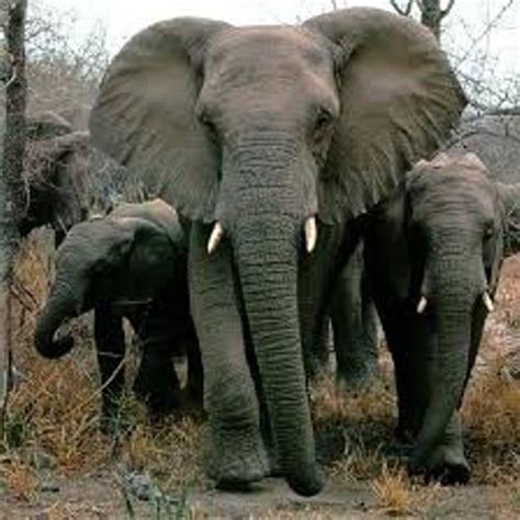 10 Interesting African Elephant Facts My Interesting Facts