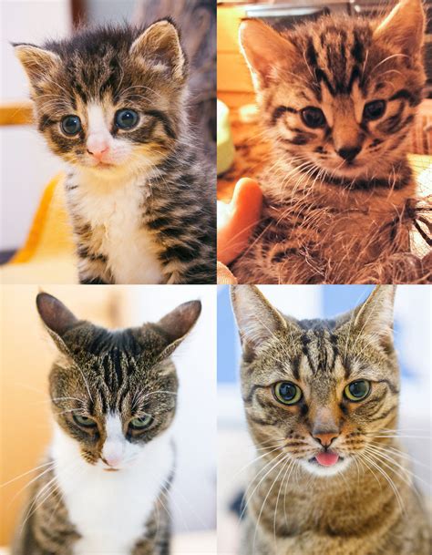 8 месяцев назад 735 15:22. Seven Years With Bobo And Nikita Cats | Bored Panda
