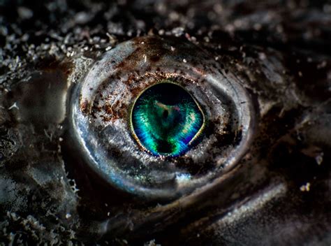 Super Macro Photos Reveal The Magical World Of The