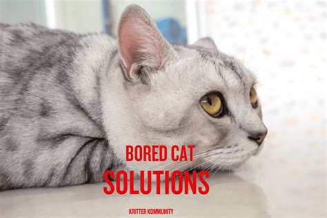 Bored Cat Your Cat Deserves Better Than A Life Of Boredom 2023