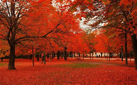 Hd Wallpaper Red Leaves Autumn Trees Nature And Landscape Wallpaper