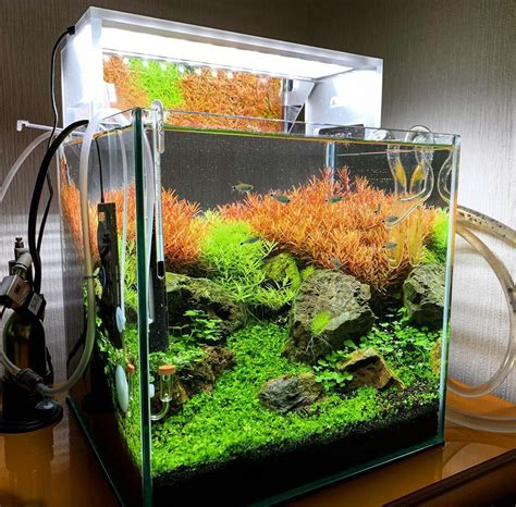 What's neat about the light for sale on buceplant.com's website is the par data they have posted from when they tested on their ultumn nature systems rimless tanks. 45 Nano Planted Tank Design Inspirations to Displayed at ...