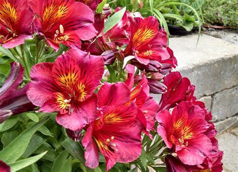 Plant them in clumps of three or more for greatest effect. Long Blooming Perennials - Two Of My Favorites