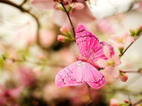 Free Download Pink Butterfly Background 1600x1200 For Your Desktop