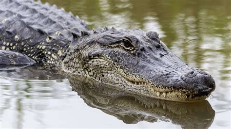 11 Amazing Facts About Alligators Animals Alligator American Alligator