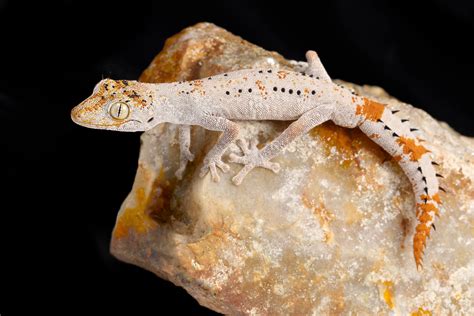 Northern Spiny Tailed Gecko Strophurus Ciliaris Sundown Reptiles