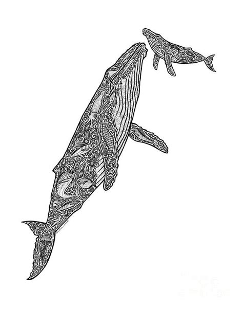 Draw a very original line of the mouth Humpback Whale Drawings for Sale | Whale drawing, Whale ...