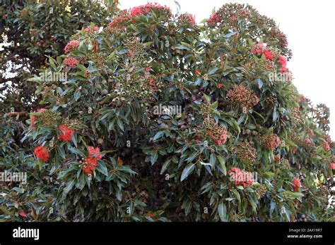 Red Flowering Gum Tree Corymbia Ficifolia Table Mountain Road Cape