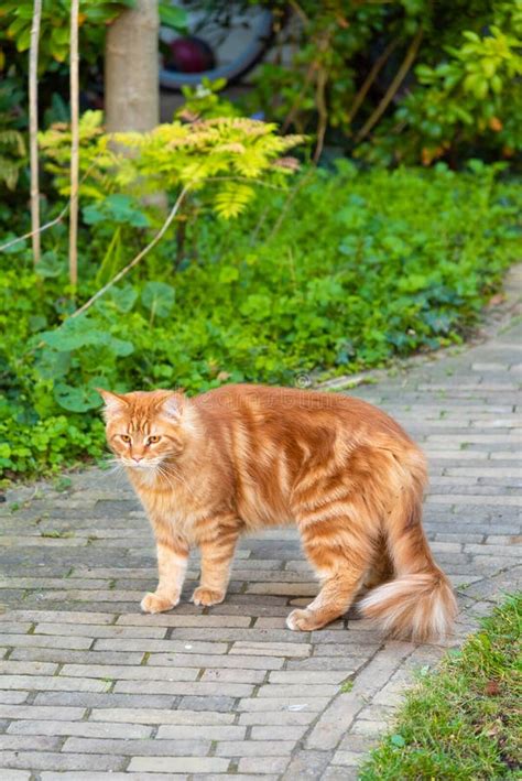 Ginger Tabby Cat Outdoors Lovely Pet Stock Image Image Of Beautiful