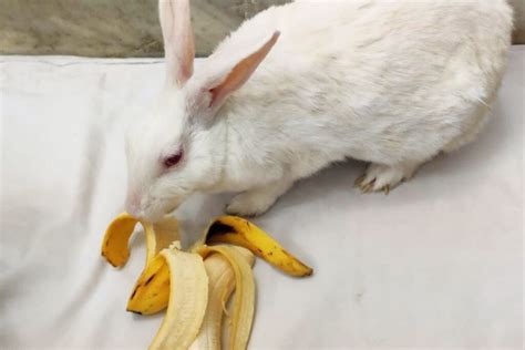 Can Rabbits Eat Bananas Rabbit Ideal Dietary Requirements