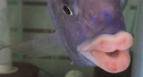 Descubre la belleza única del pez con labios grandes