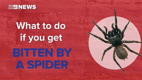 Spider Bites Man Bitten By Funnel Web In Nsw
