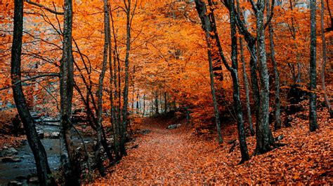 Download Wallpaper 1920x1080 Autumn Path Foliage Forest