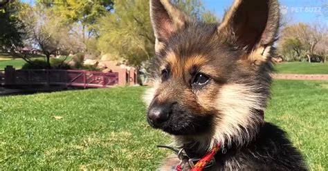 Rare Condition Makes This 2 Year Old German Shepherd Look Like A Puppy