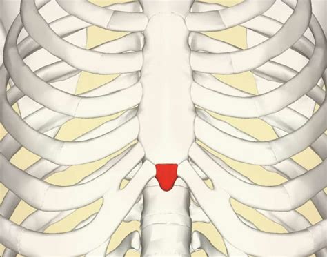 What Organ Is Located Is Middle Of Chest Under End Of Rib Cage The