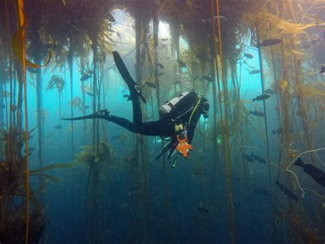 Kelp Forests Overview Simon