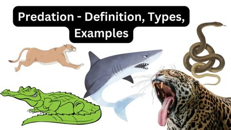 Predation Definition Types Examples