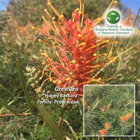 Many new forms and flower colors are being added to this genus. What's Flowering in Brisbane's Botanic Gardens - August ...
