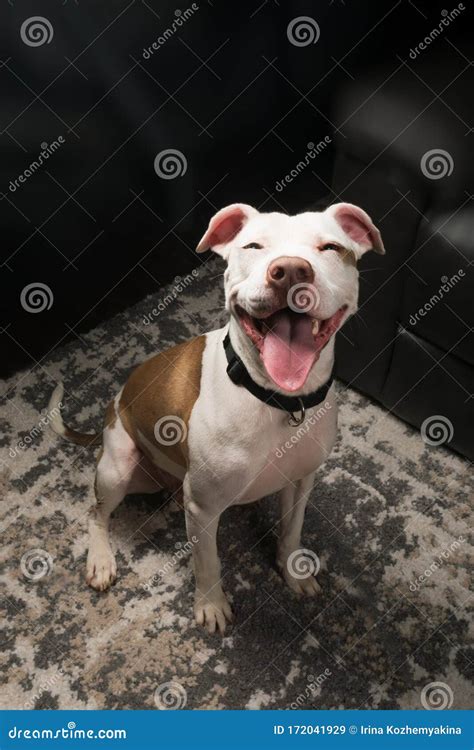 Smiling Dog Pit Bull In The Room Stock Image Image Of Looking