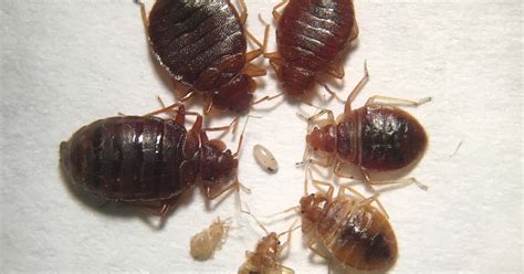 Maycintadamayantixibb Carpet Beetle Casing Vs Bed Bug