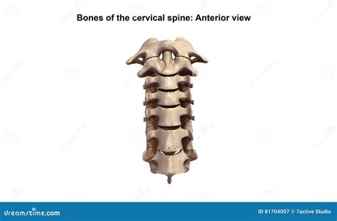 Cervical Spine Anterior View Royalty Free Stock Photo Cartoondealer