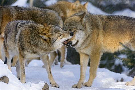 Interacting Wolves Ii Another Similar Shot To The One I Po Flickr