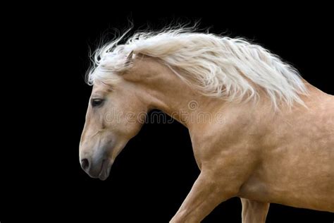 Horse Portrait In Motion Stock Photo Image Of Isolated 66409590