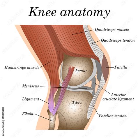 Anatomy Of The Knee Joint Side View Template For Training A Medical