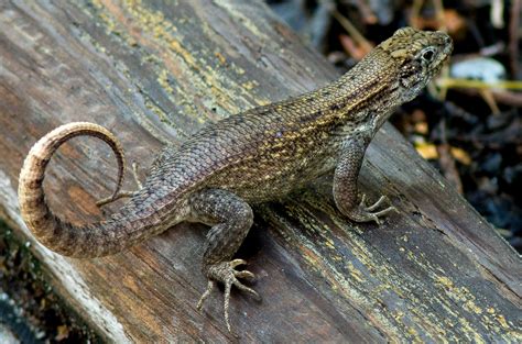 Northern Curly Tailed Lizard In South Florida Rlizards