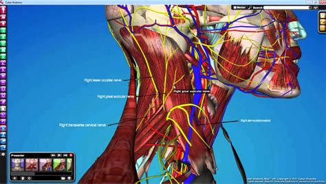 Learn more about head and neck anatomy, including the top part of the skeleton, muscles, and more with our digital flashcards. Back Of Neck Anatomy : Anatomy of the Cervical Spine and Neck | Neck Anatomy / Head and upper ...