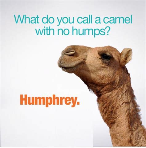 All camels love hump day, and so do most american workers. Happy Hump Day 4 | Weber Automotive | Brendale Mechanics