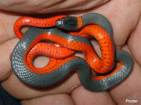 A symbol of eternity and rebirth, handcrafted in 14k solid gold. Coral-bellied Ring-necked Snake - Diadophis punctatus ...