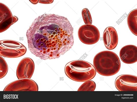 Eosinophil Isolated On White Background With Clipping Path 3d