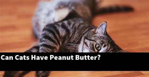 Can Cats Have Peanut Butter Explained