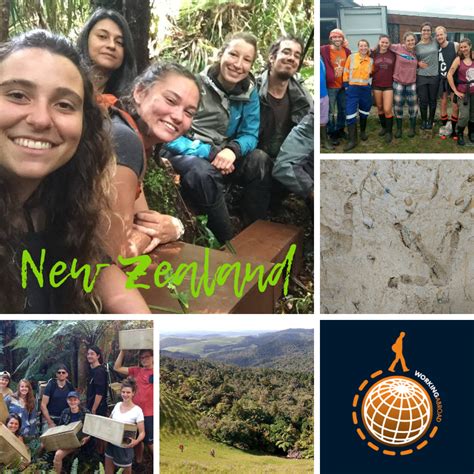 Law of the jungle franchise. Kiwi Conservation Volunteer & Internship Project, New ...