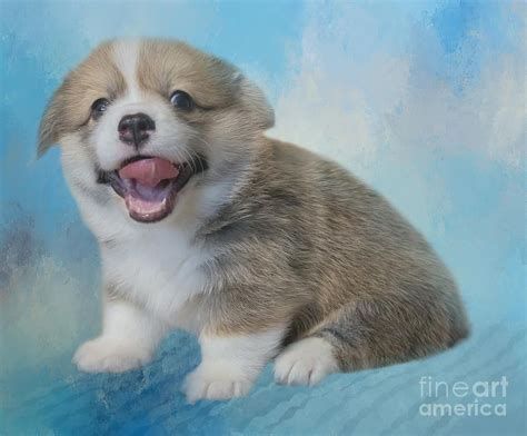 Friendly Welsh Corgi Puppy In 2020 Welsh Corgi Puppies