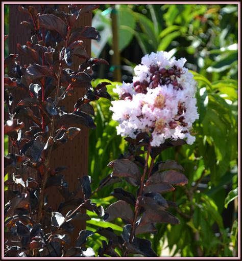 Crepe myrtle 'natchez' lagerstroemia indica x fauriei 'natchez', zones 6 to 9. Black Diamond Crepe Myrtle (blush) | Flowering trees ...