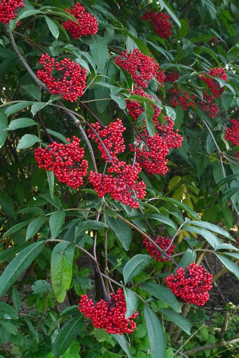 Wild Harvests Red Elderberry Experiment 1