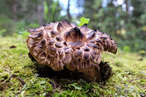 Mushroom Identification + Edibility: A Systematic Approach - Modern Forager
