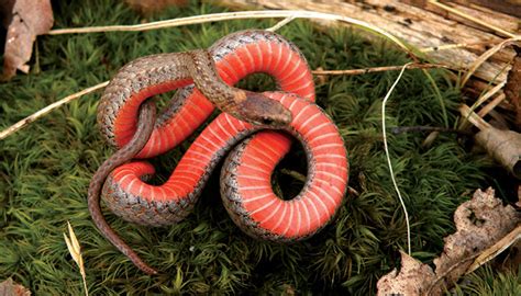 We're sorry, the information you're looking for isn't available right now. Finger Lakes Snakes - Life in the Finger Lakes