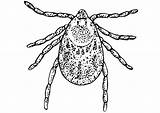 Tick Coloring sketch template