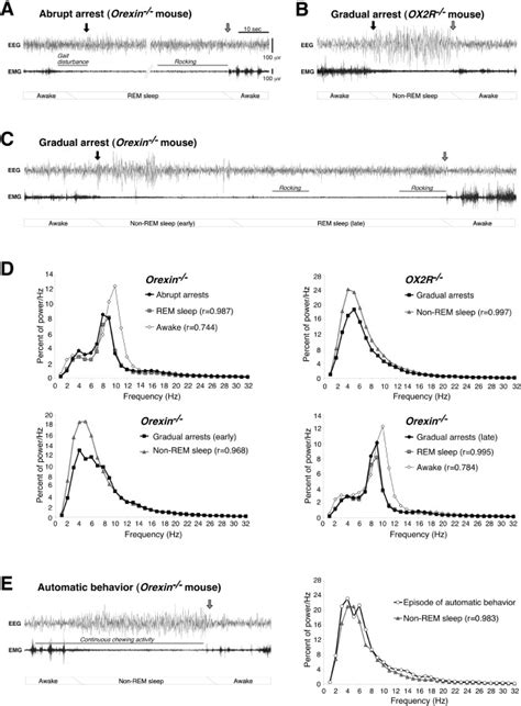 Distinct Narcolepsy Syndromes In Orexin Receptor 2 And Orexin Null Mice