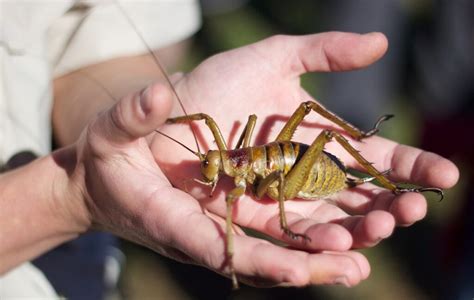Largest Insects In The World Closer Look At The Giant Bugs