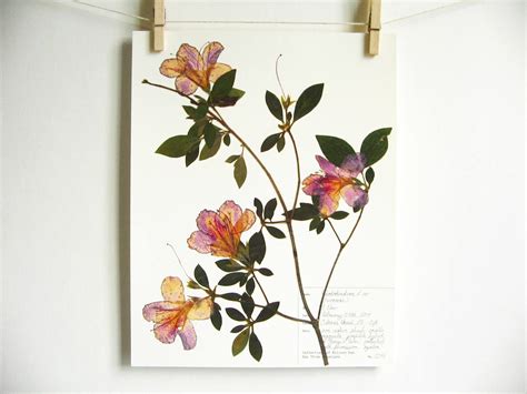 Azalea Print Dried Flower Art Botanical Wall Art Pressed Etsy