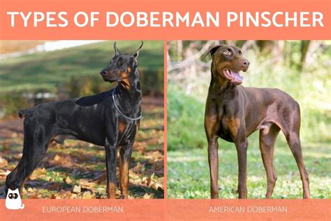 Types Of Doberman Pinscher All Breed Variations With Photos