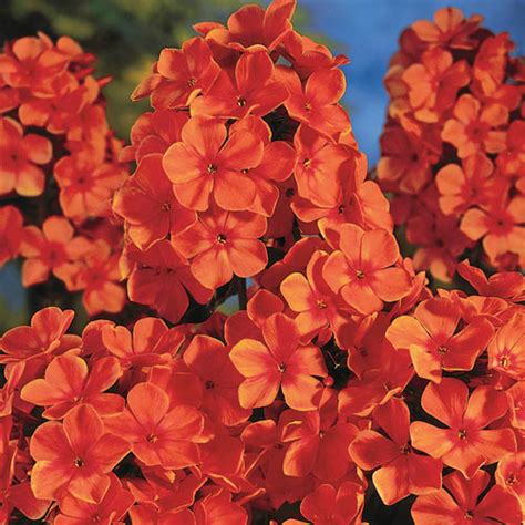 This species will thrive throughout south carolina. Orange Perfection Hybrid Tall Phlox | Shop at Michigan Bulb