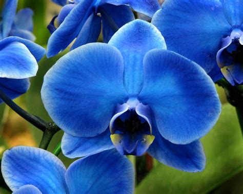 Blue Orchid Flower Types Flower Meanings Pictures And