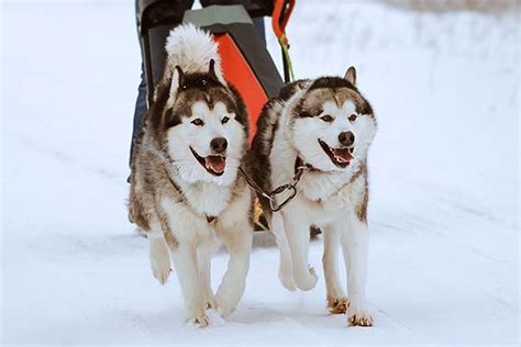 Sled Dog Breeds From Arctic Exploration To The Iditarod